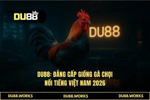 Giống gà chọi nổi tiếng Việt Nam: Thống lĩnh trường gà DU88 2026